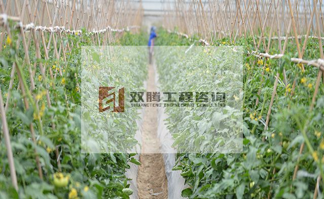 年生产蔬菜2000吨种植项目可行性研究报告