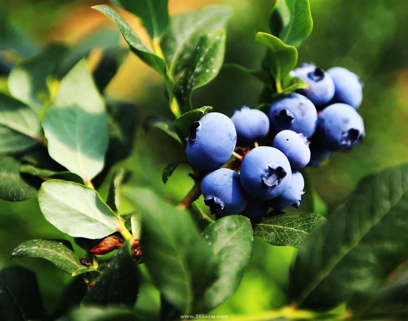 火龙果、蓝莓高附加值水果种植基地项目 可行性研究报告